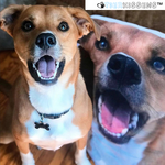 Exklusives, personalisiertes Kissen für Haustiere