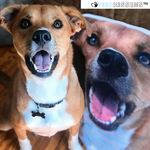 50CM exklusives, personalisiertes Kissen für Haustiere