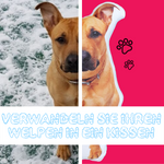 Exklusives, personalisiertes Kissen für Haustiere